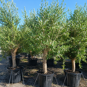 Olea europaea (Olivovník európsky) ´ARBEQUINA´ - výška 160-180 cm, obvod kmeňa 25/30 cm, kont. C45L (-12°C)
